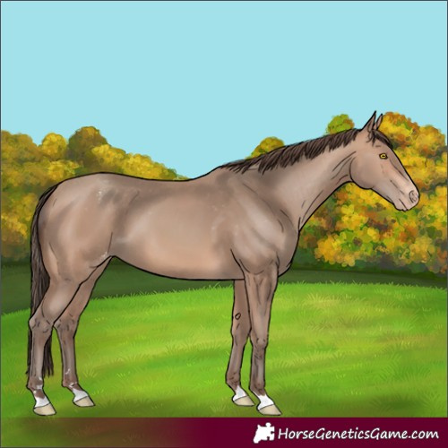 Horse Color:Amber Champagne Varnish