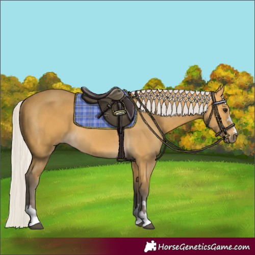 Horse Color:Silver Buckskin