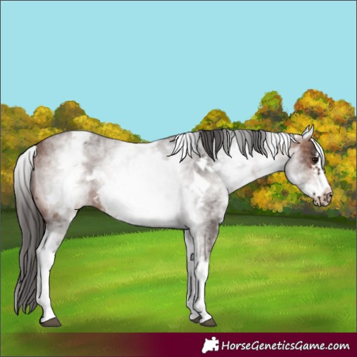 Horse Color:White Spotted Brown Roan Frame