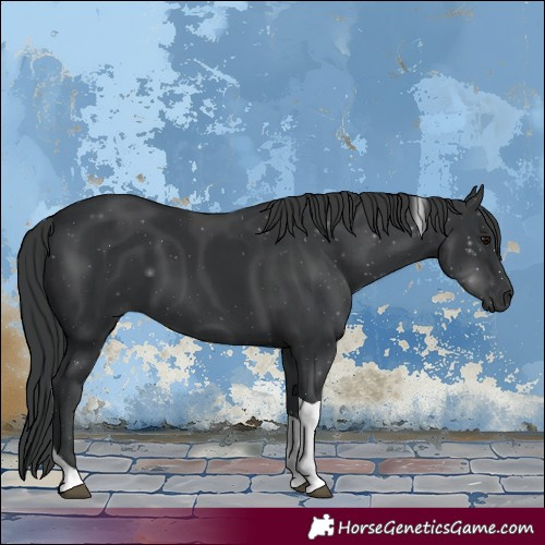 Horse Color:Black Tobiano 