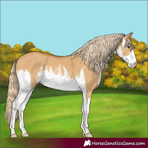 Horse Color:White Spotted Palomino Dun 