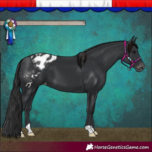 Horse Color:Black Appaloosa 