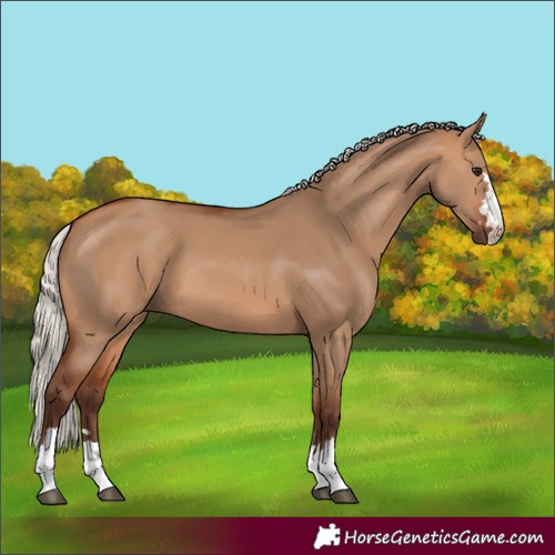 Horse Color:Silver Bay Dun