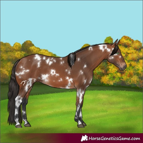 Horse Color:White Spotted Bay