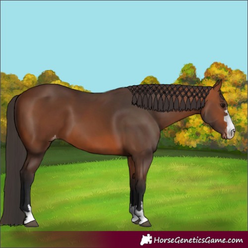 Horse Color:Bay Varnish