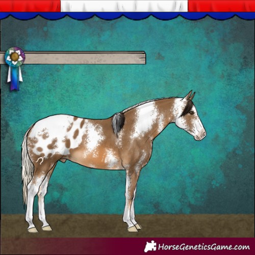 Horse Color:Chocolate Palomino Sabino Blanket