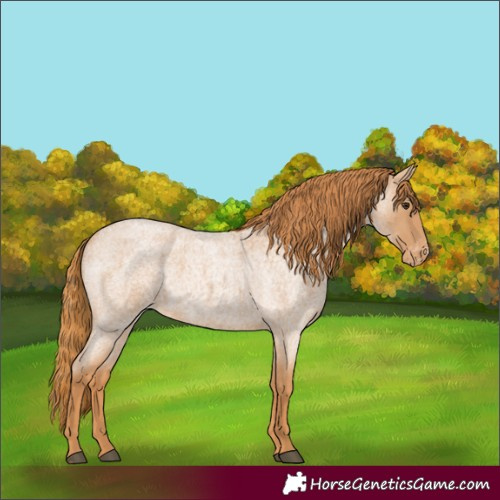 Horse Color:Red Roan Appaloosa Rabicano 