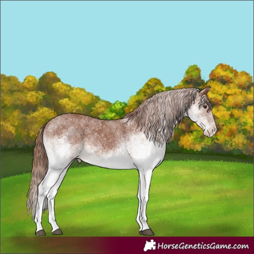 Horse Color:White Spotted Chestnut 