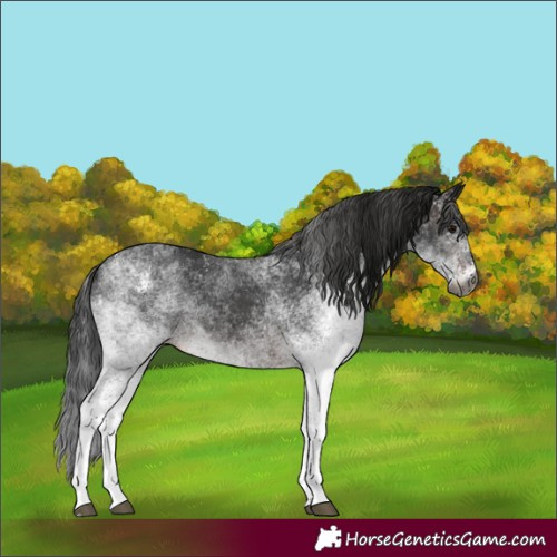 Horse Color:Gray White Spotted Brown 