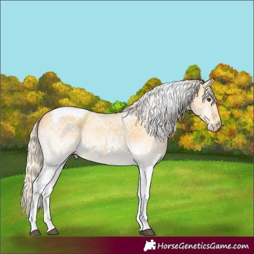 Horse Color:White Spotted Palomino Dun Tobiano