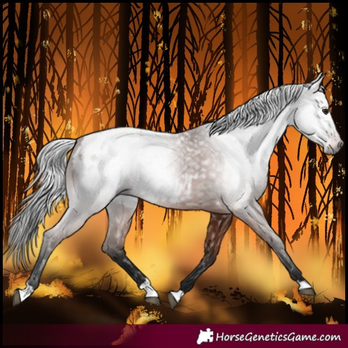 Horse Color:Gray Bay Blanket