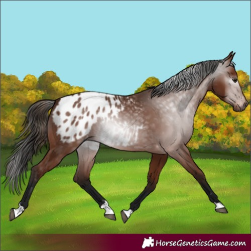 Horse Color:Gray Bay Appaloosa