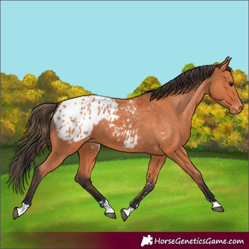 Horse Color:Bay Appaloosa 