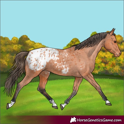 Horse Color:Bay Appaloosa