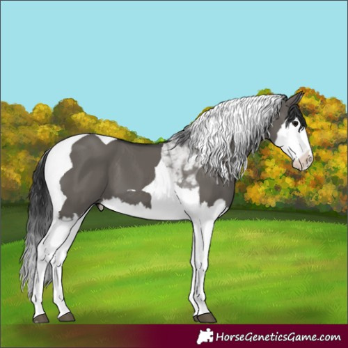 Horse Color:Grullo Splash Tobiano 