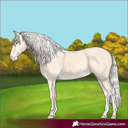 Horse Color:Cremello Appaloosa