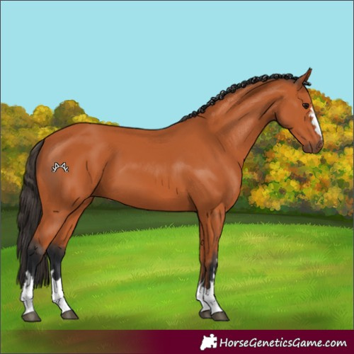 Horse Color:Unknown 