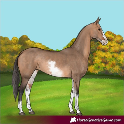 Horse Color:White Spotted Bay Dun Splash 
