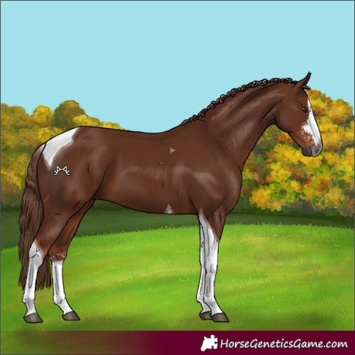 Horse Color:Gray Chestnut Sabino Tobiano 