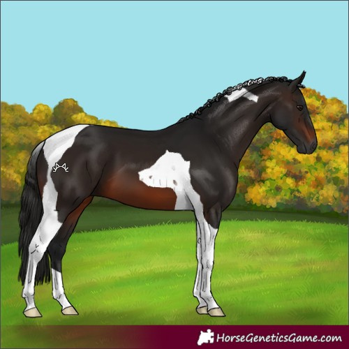 Horse Color:Gray Brown Tobiano