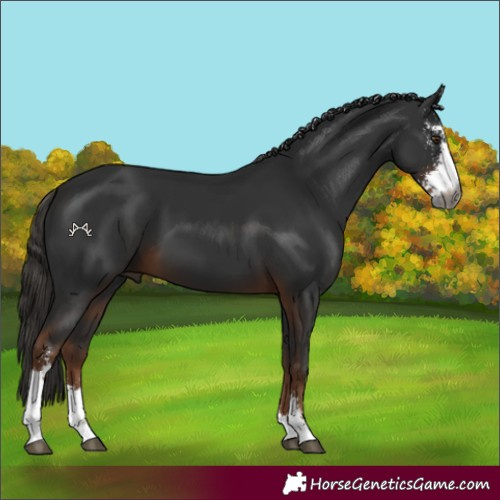 Horse Color:Gray Liver Chestnut Sabino 