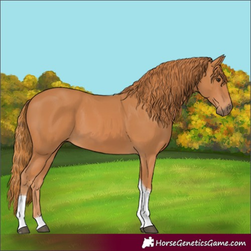 Horse Color:Chestnut Tobiano Rabicano