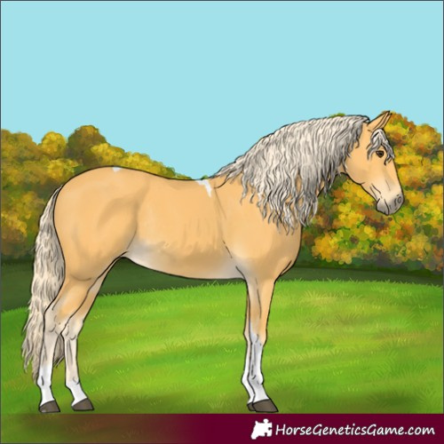 Horse Color:Palomino Tobiano Rabicano