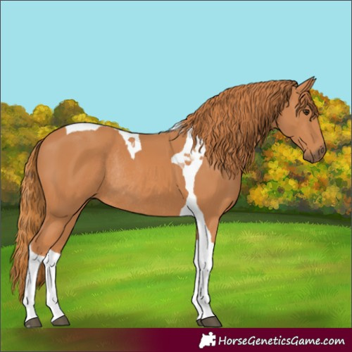 Horse Color:Chestnut Tobiano Rabicano