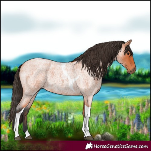 Horse Color:Bay Roan Tobiano
