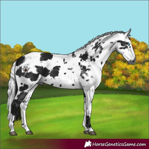 Horse Color:Gray Black Harlequin Merle 