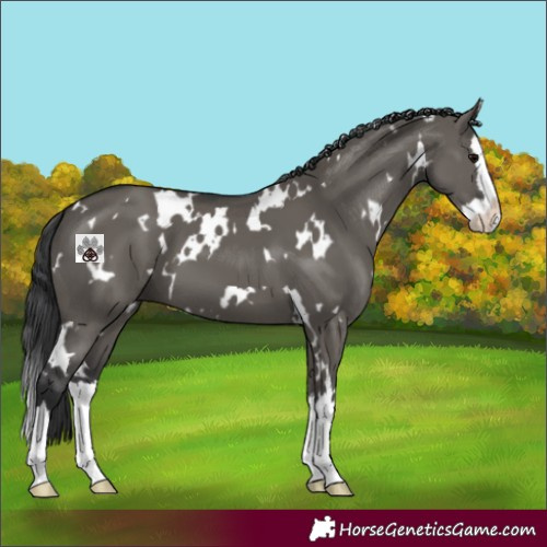 Horse Color:White Spotted Grullo Splash 
