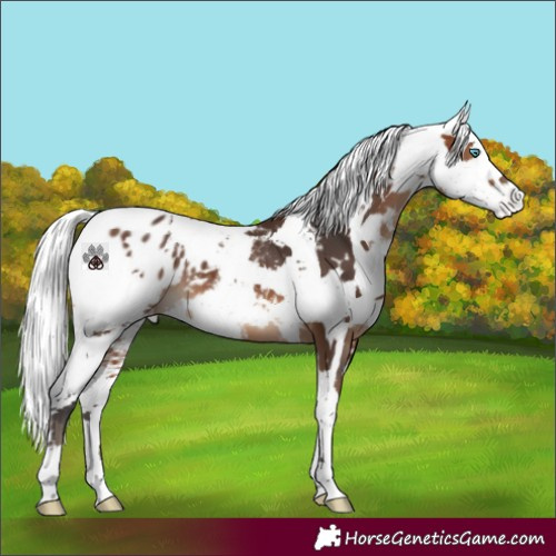 Horse Color:White Spotted Bay Harlequin Merle Appaloosa Rabicano 