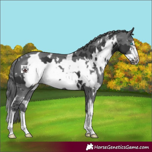 Horse Color:White Spotted Black Merle Sabino Frame