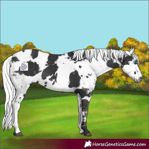 Horse Color:White Spotted Black Harlequin Merle 