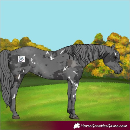 Horse Color:White Spotted Black Merle 