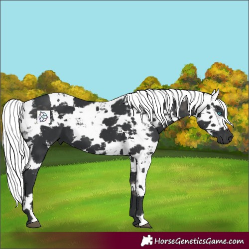 Horse Color:Black Harlequin Merle Rabicano 