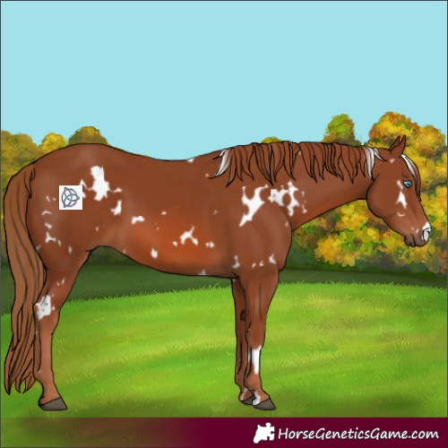 Horse Color:White Spotted Chestnut