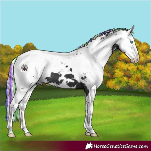 Horse Color:Painted White Spotted Black Harlequin Merle Splash