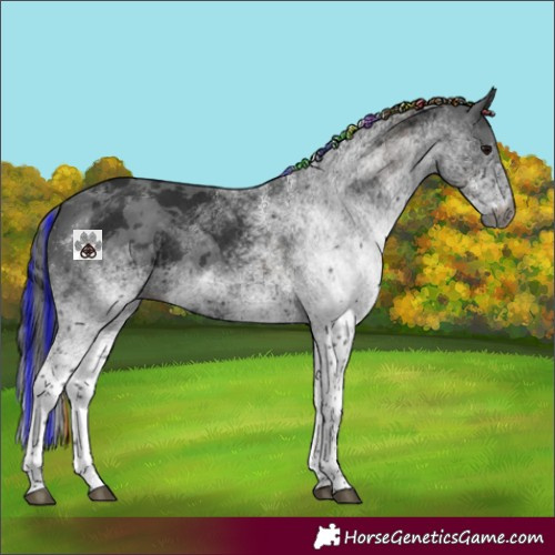 Horse Color:Gray Painted White Spotted Black Merle