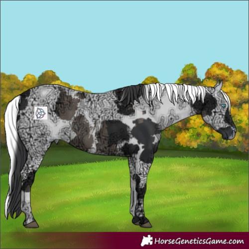 Horse Color:Black Ice Harlequin Merle