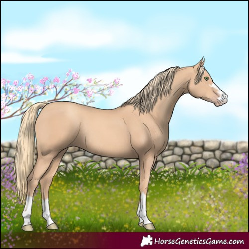 Horse Color:Gold Champagne Rabicano