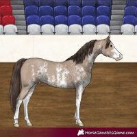 Horse Color:Classic Champagne Sabino