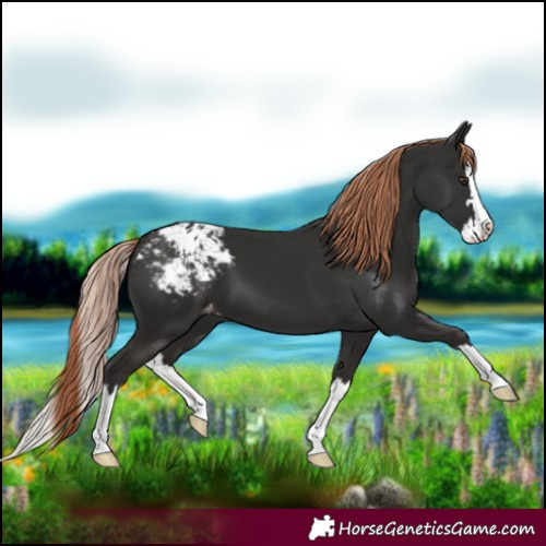 Horse Color:Liver Chestnut Splash Blanket