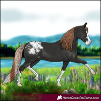 Horse Color:Liver Chestnut Splash Blanket
