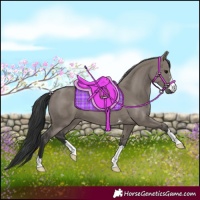 Horse Color:Grullo 
