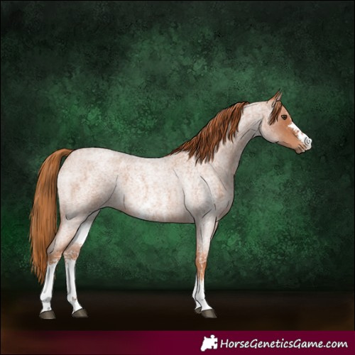 Horse Color:Red Roan Sabino 