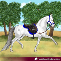 Horse Color:Bay Sabino Splash Frame 