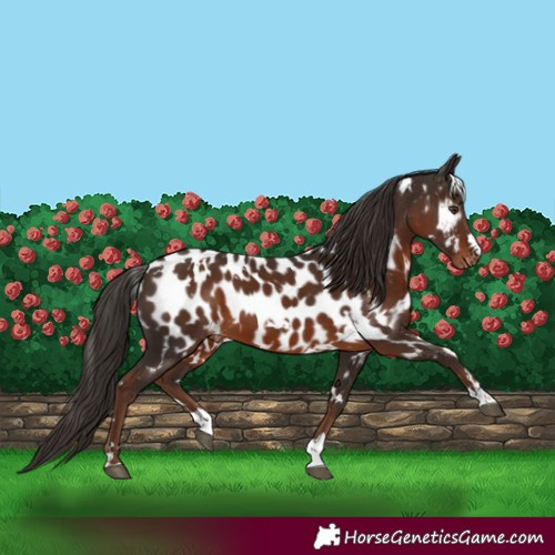 Horse Color:White Spotted Liver Chestnut Near Leopard 