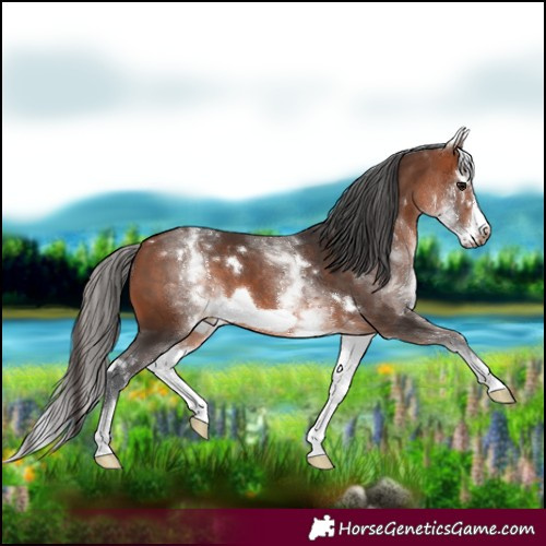Horse Color:White Spotted Bay Splash Frame