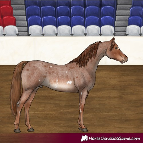 Horse Color:White Spotted Red Roan